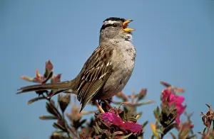 Leucophrys: White-crowned SPARROW
