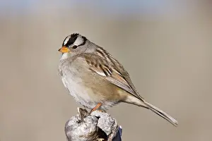 Leucophrys: White-crowned Sparrow