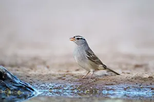 Zonotrichia: White-crowned Sparrow