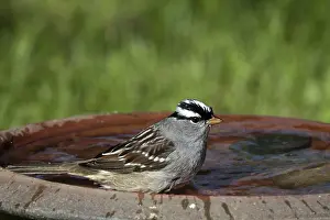 Leucophrys: White-crowned Sparrow