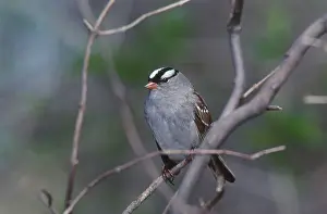 Leucophrys: White-crowned Sparrow