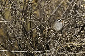 Leucophrys: White-crowned Sparrow