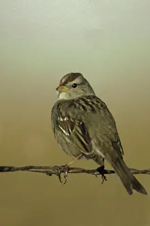 Leucophrys: White-crowned Sparrow