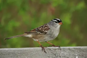 Migrate: White-crowned Sparrow