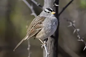 Leucophrys: White-crowned Sparrow