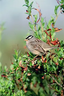 Leucophrys: White-crowned Sparrow