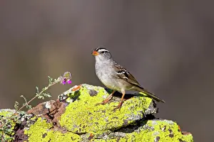Leucophrys: White-crowned Sparrow - adult in march