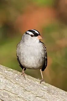 Leucophrys: White-crowned Sparrow - adult in October