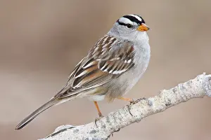 Leucophrys: White-crowned Sparrow - adult in winter