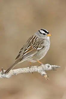 Leucophrys: White-crowned Sparrow - adult in winter