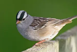 Leucophrys: White-crowned Sparrow - on backyard fence