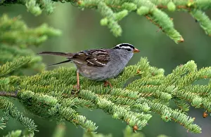 Leucophrys: White-Crowned SPARROW - on conifer
