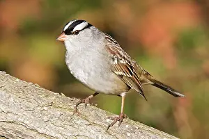 Leucophrys: White-crowned Sparrow - East Haven CT