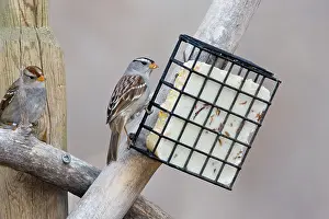 Suet: White-crowned Sparrow - eating suet