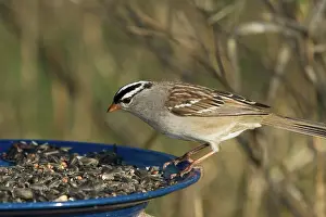 Migrate: White-Crowned Sparrow Eats