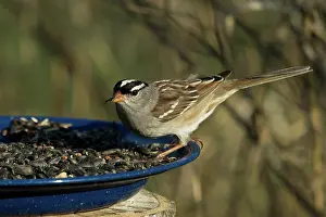 Migrate: White-Crowned Sparrow Eats