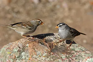 Leucophrys: White-crowned Sparrow - female & male