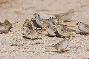 Leucophrys: White-crowned Sparrow - flock in winter