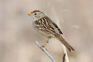 Leucophrys: White-crowned Sparrow - immature in winter