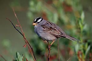 Leucophrys: White-Crowned SPARROW - ON PERCH