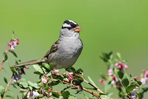 Alpi: White-crowned Sparrow - perched in flowering shrub near alpi
