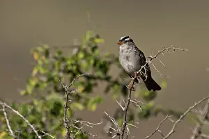 Leucophrys: White-crowned sparrow (Zonotrichia leucophrys)