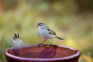 Leucophrys: White-Crowned Sparrows