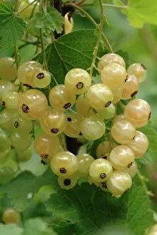Currant: White Currant Berries
