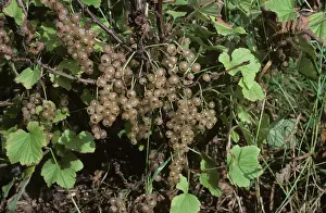 Sativum: White currant fruit