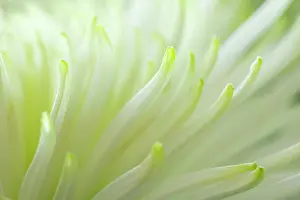 Dahlias: White Dahlia detail of flower Autumn