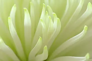 Dahlias: White Dahlia detail of flower Autumn