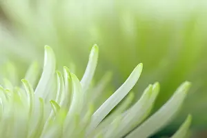 Dahlias: White Dahlia detail of flower Autumn