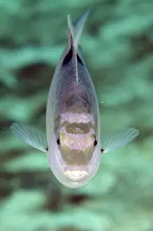 Damsel: White Damselfish - Post 1 dive site, Menjangan Island, Bulel