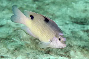 Damsel: White Damselfish - Post 1 dive site, Menjangan Island, Bulel