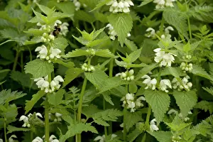 Nettles: White dead-nettle