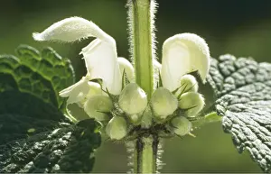 Weed: White Dead-Nettle - flower, close-up