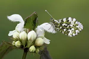 Anthocharis: White Deadnettle