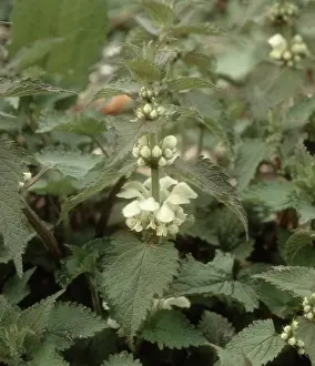 Album: White Deadnettle