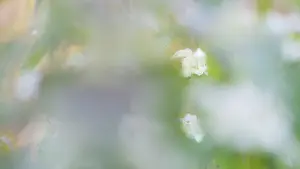 Lamiaceae: White Deadnettle