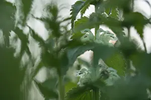 Lamiaceae: White Deadnettle
