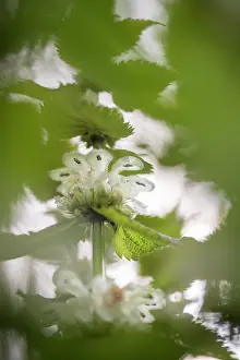 Lamiaceae: White Deadnettle