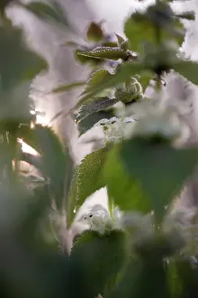 Lamiaceae: White Deadnettle