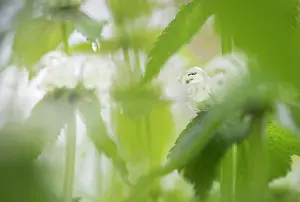 Lamiaceae: White Deadnettle