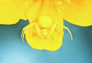 Misumena: White Death Crab Spider - Spider changes colour