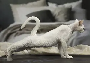 Exercising: White Devon Rex cat indoors