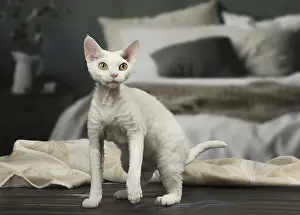 Rexes: White Devon Rex cat indoors
