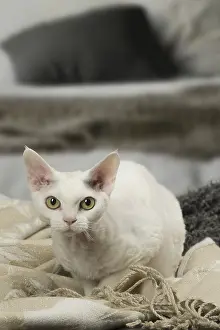 Rexes: White Devon Rex cat indoors