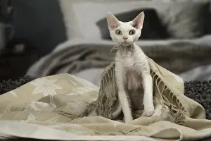 Rexes: White Devon Rex cat indoors
