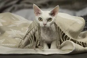 Creepy: White Devon Rex cat indoors