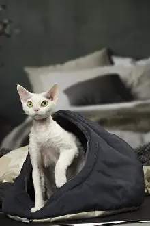 Rexes: White Devon Rex cat indoors